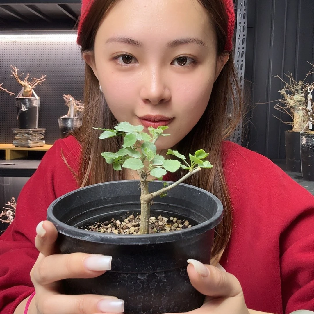 纳马夸兰十二骑士