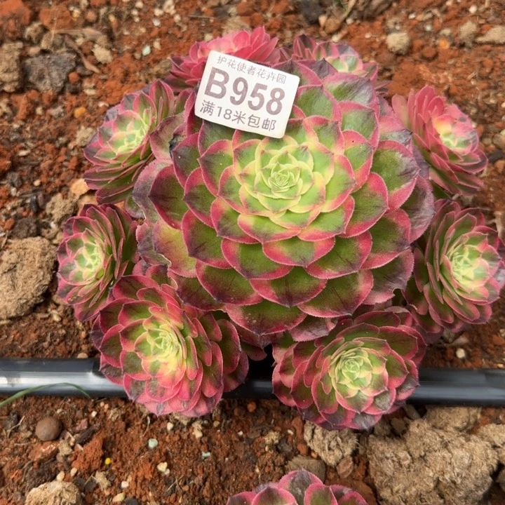 多肉 粉体海王多肉法师