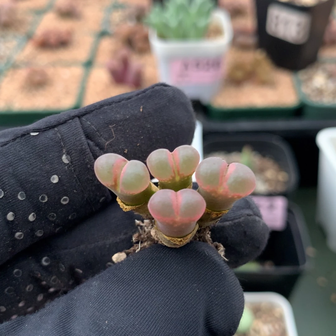 a498红风铃母本一颗