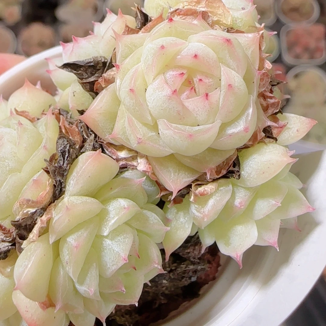 花语多肉1208-280散