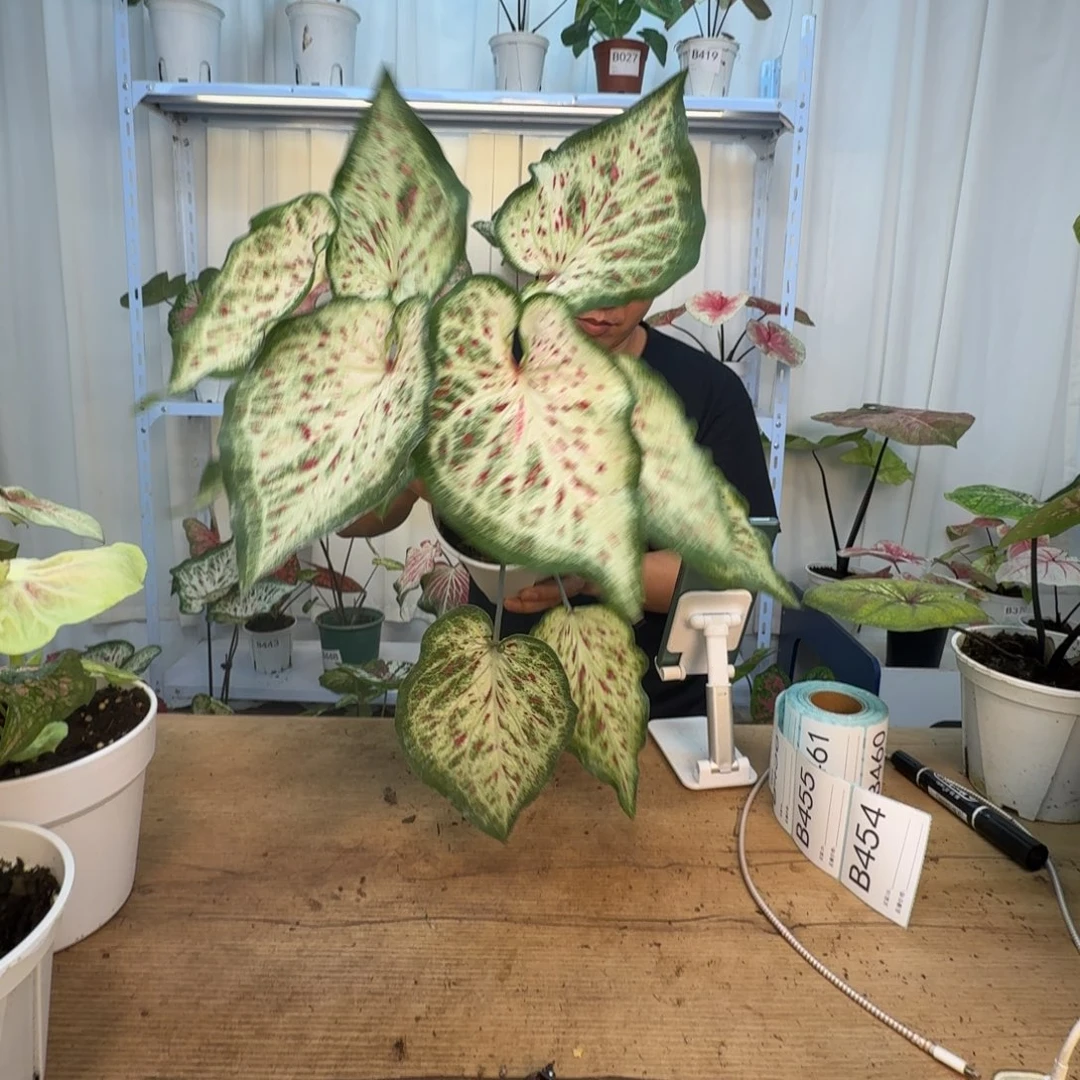 无花朵白日梦  A645