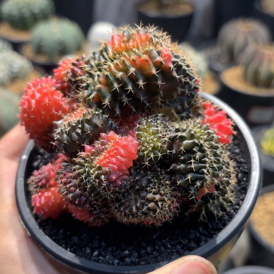 当前无花朵，栽培后可花朵米哈锦缀