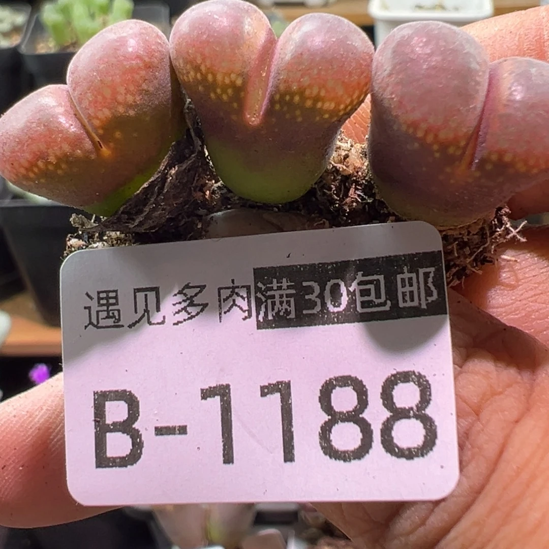 多肉植物1111111111111