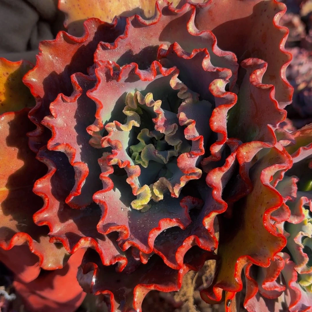 小号婚纱包菜多肉