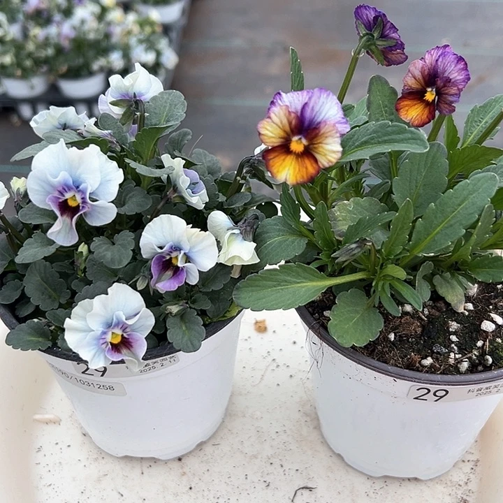 水晶抖音直播闪拍29