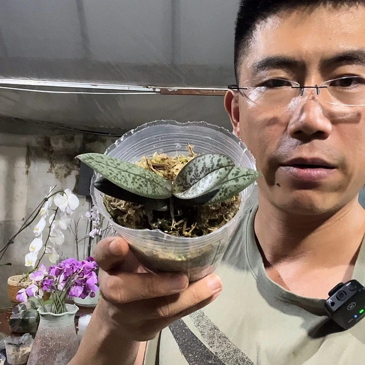 当前无花栽培后可以开花冠军西雷利3.0刚生杯