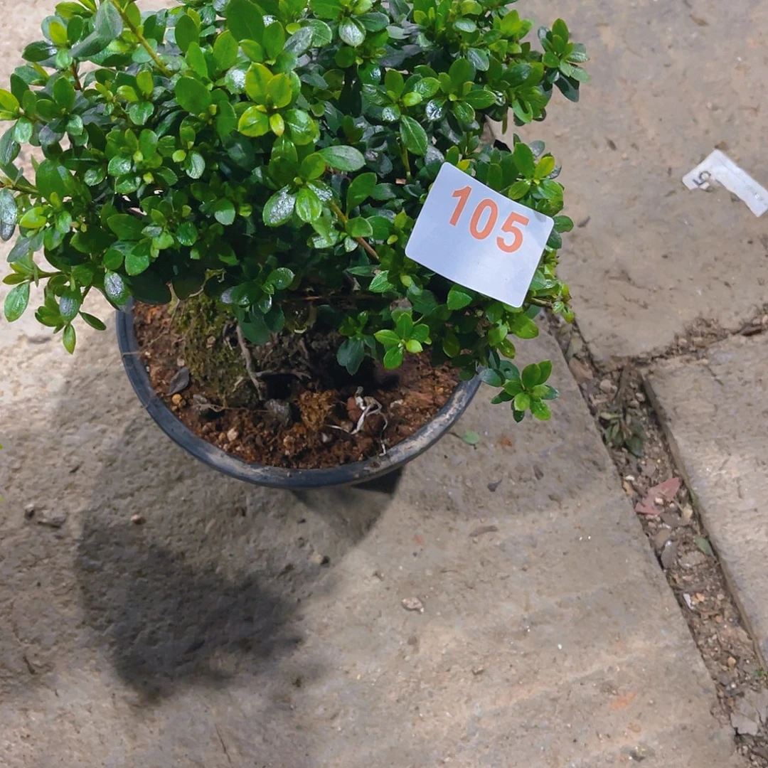 无花朵直播时间一直一直