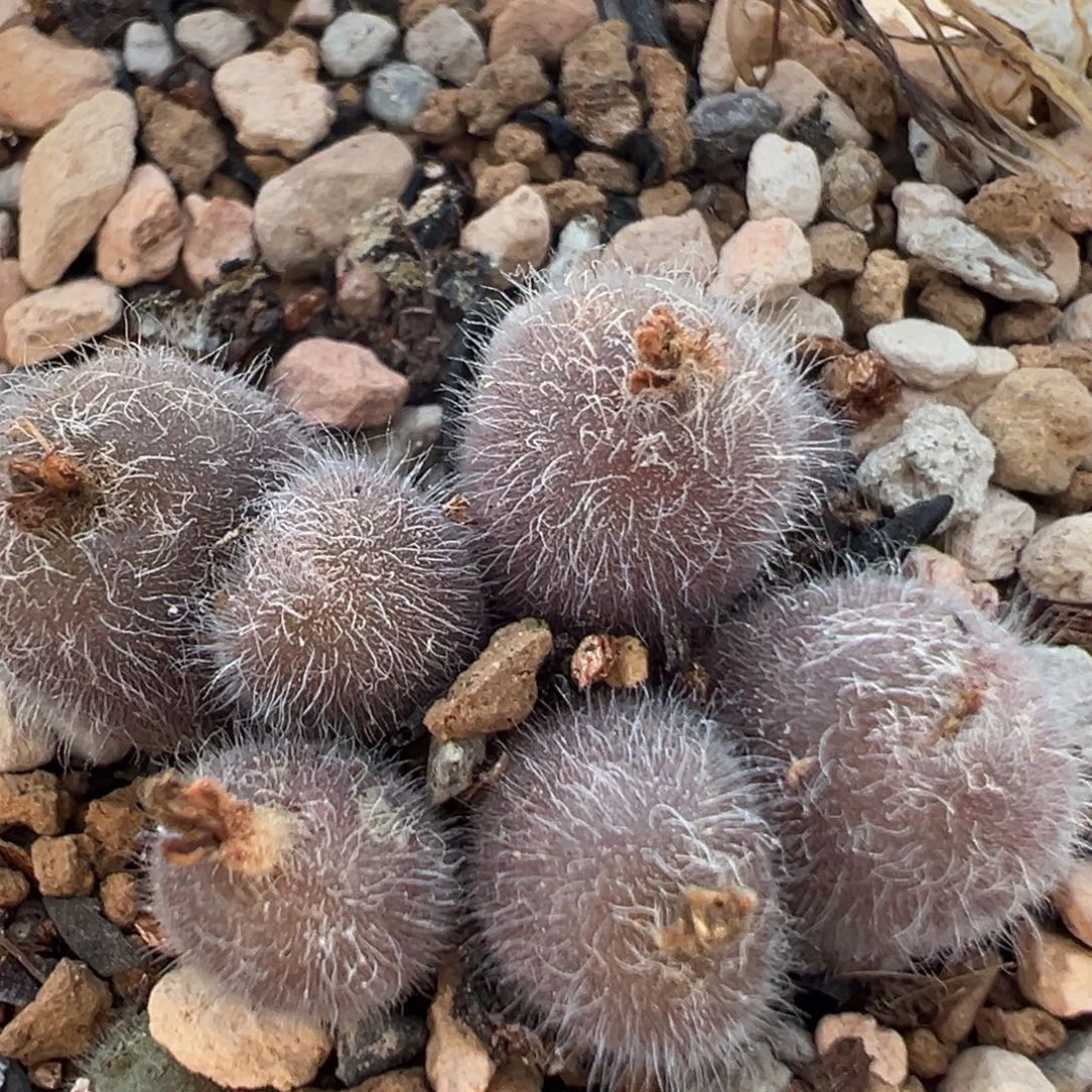 115多肉植物百科毛球