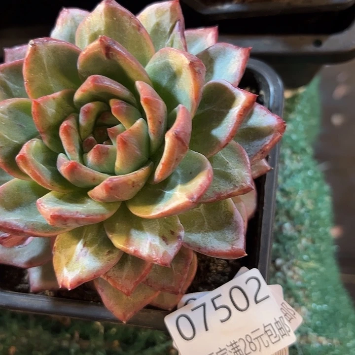 幸运的是我还在努力