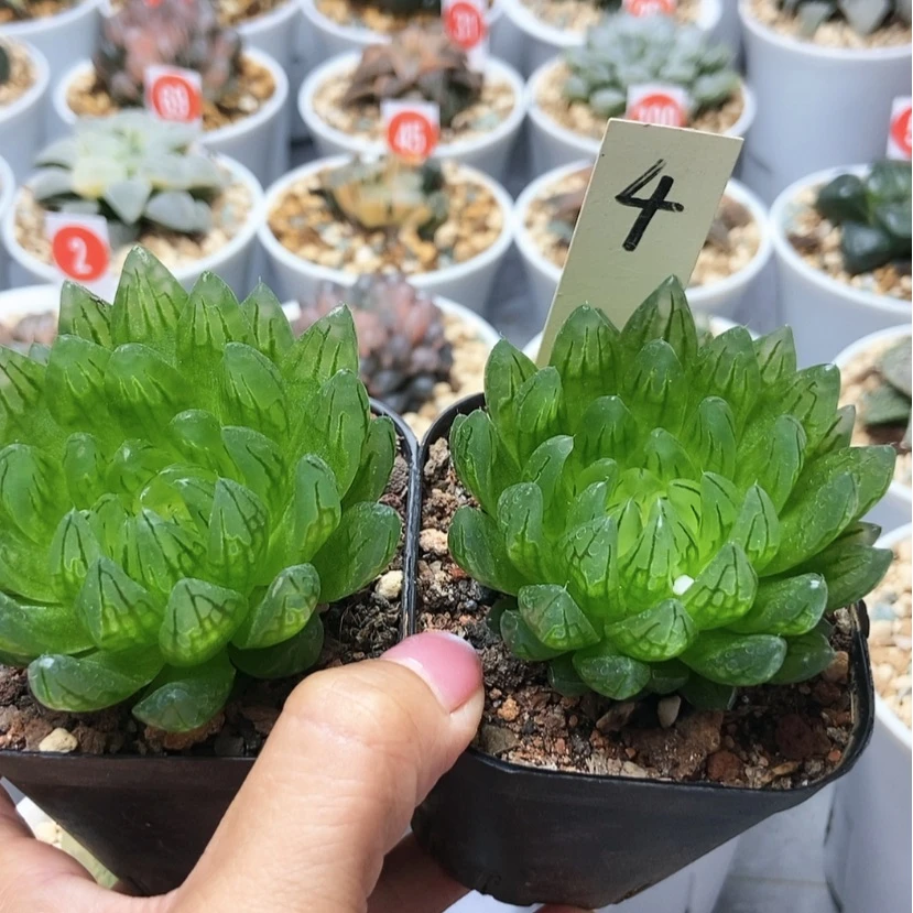【闪购商品】樱变=个4