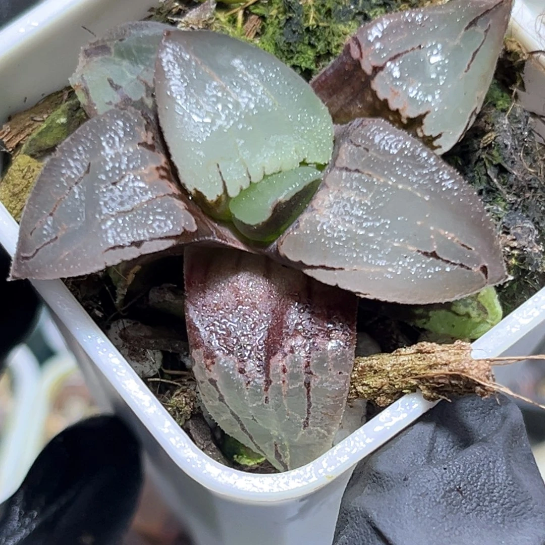 恭喜发财大吉大利4035