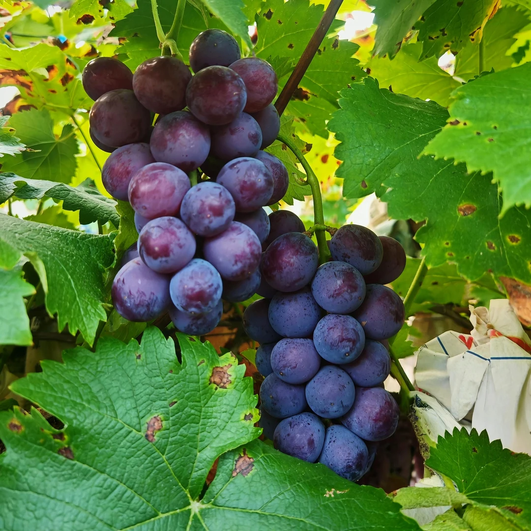 广西兴安溶江巨峰葡萄新鲜自然成熟孕妇水果果园直发顺丰包邮到家