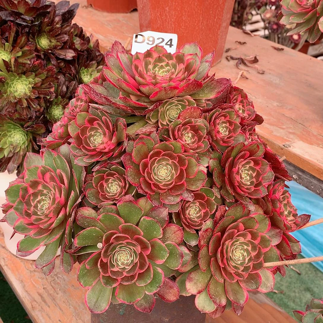 皓*924.粉花妖多肉植物