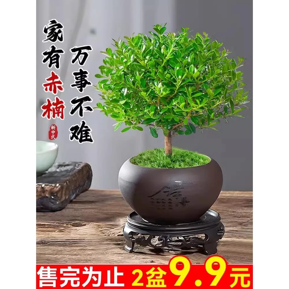 小叶赤楠老桩植物盆景水培办公室内桌面绿植小盆栽四季好养紫檀