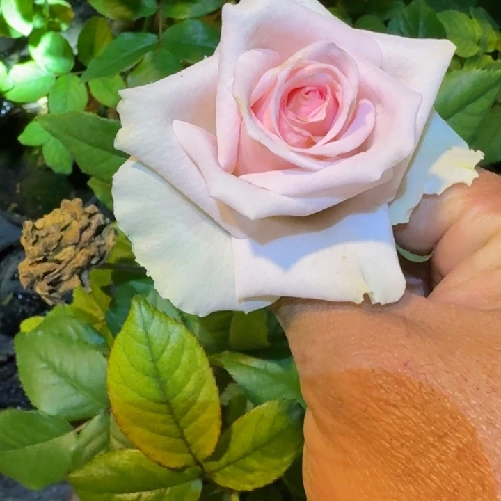 无花朵伯爵少女根接小苗