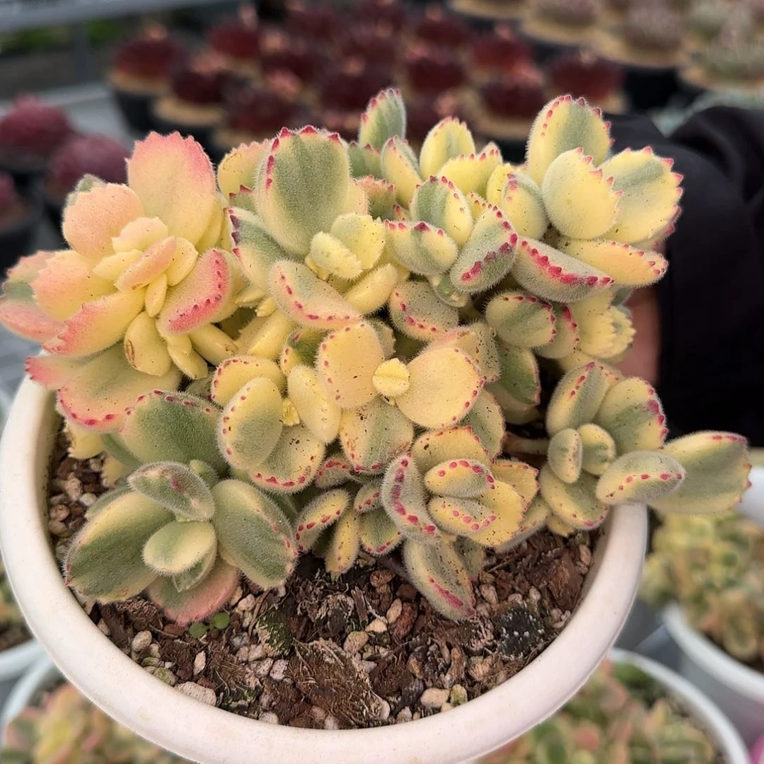 从前慢花园精选彩虹熊