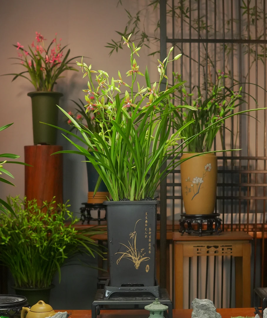 建兰铭品【红玉香妃】国风盆大浓香室内外好养盆栽好养易活