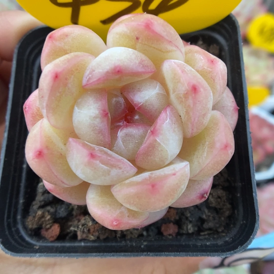 白雪珍妮434号。