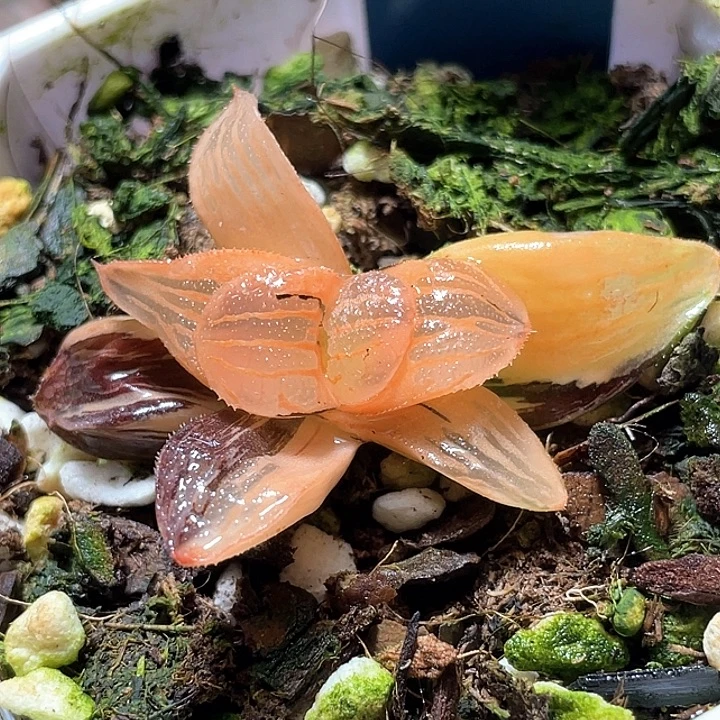 617糊斑夜想錦特選福利