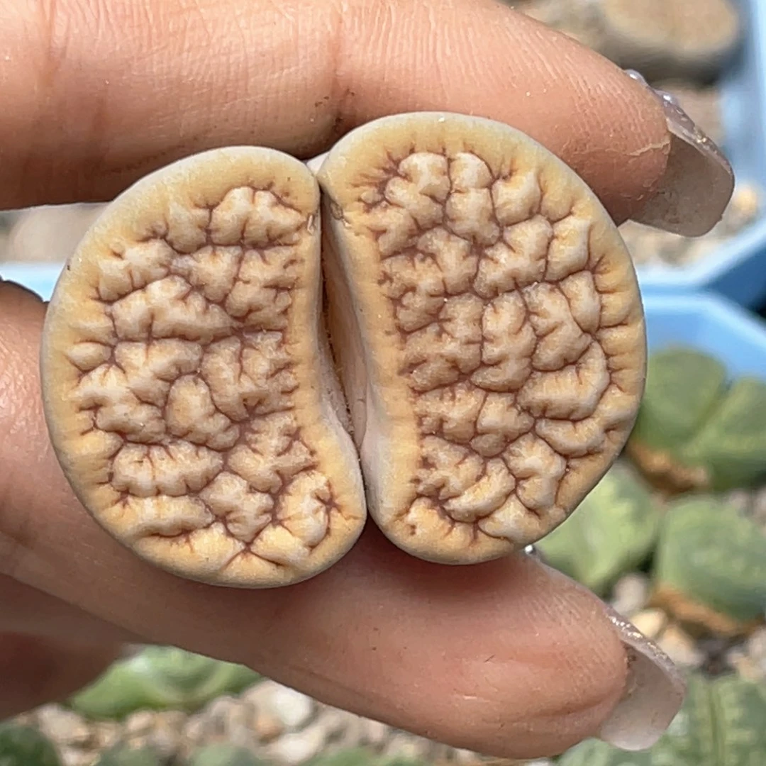 5070蜜纹凹凸拿铁189一颗