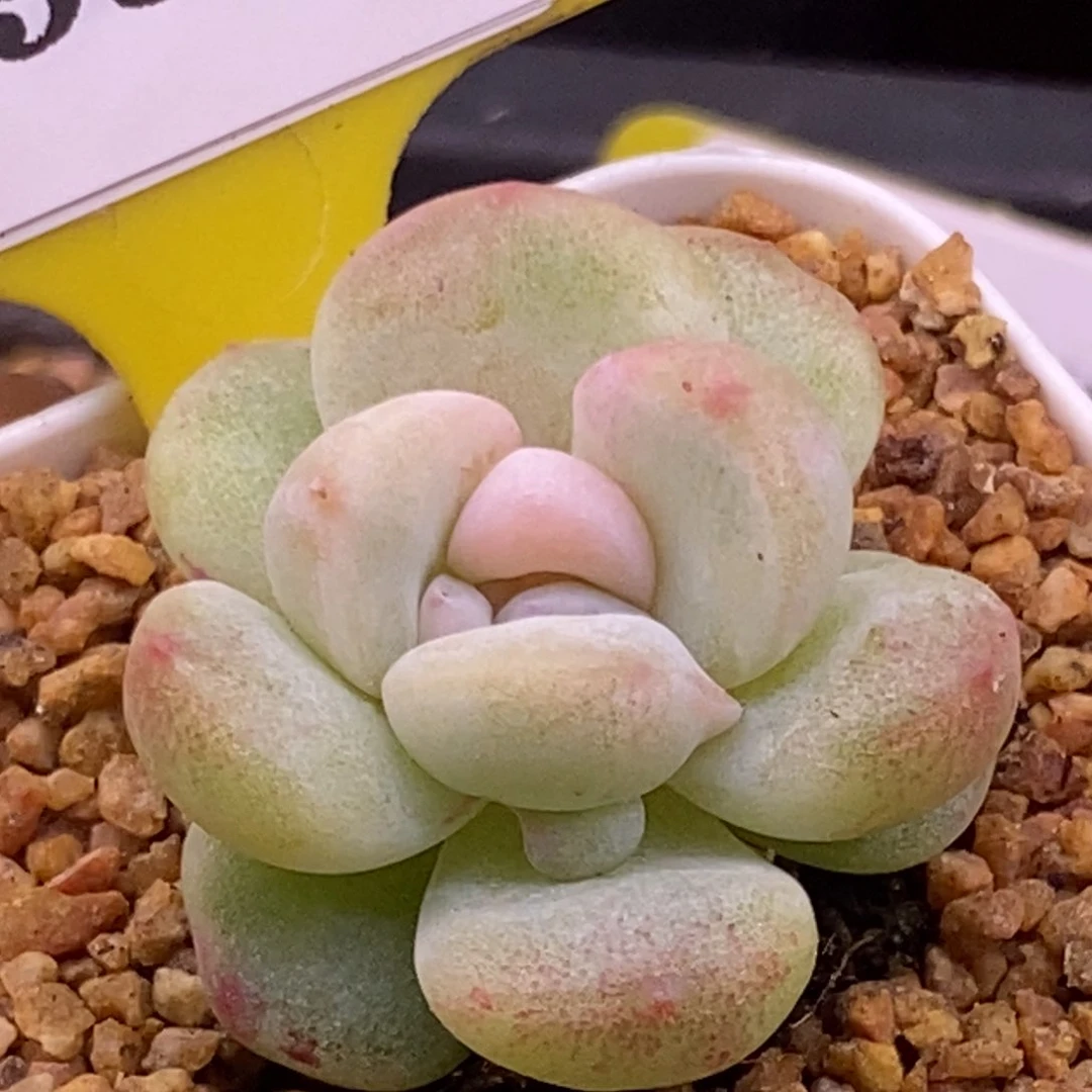 295冰玉石化锦心带锦