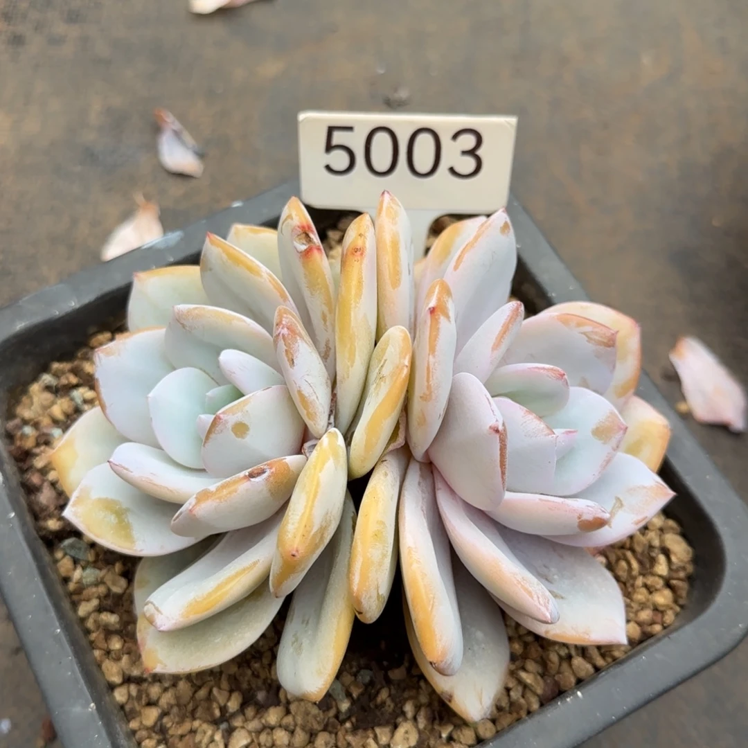 橙***ᐝ5003。     奶茶双头