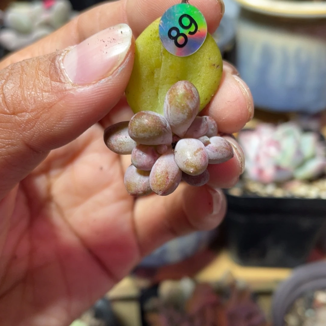 乌里韦亚多肉植物