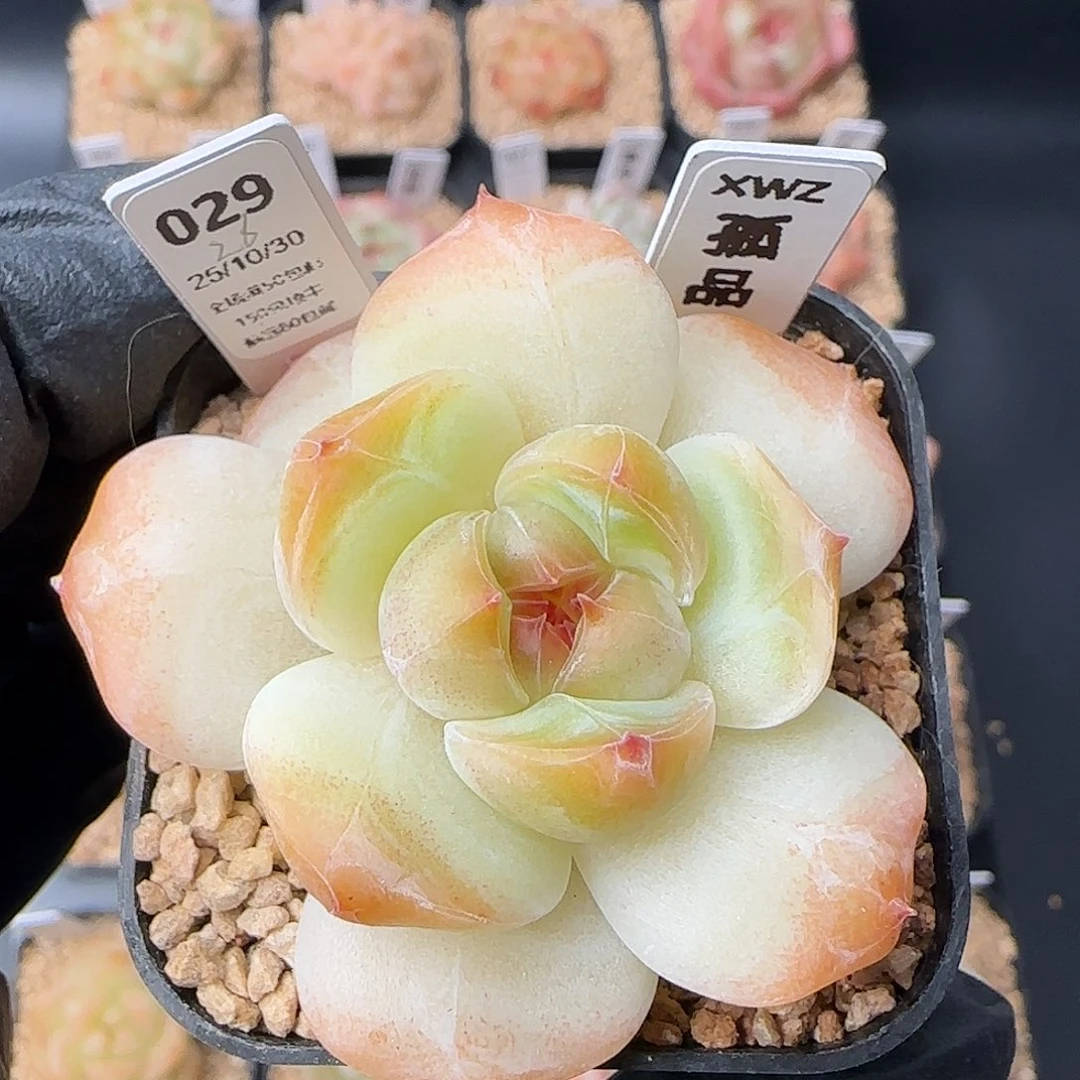 029    孤品   5厘米盆