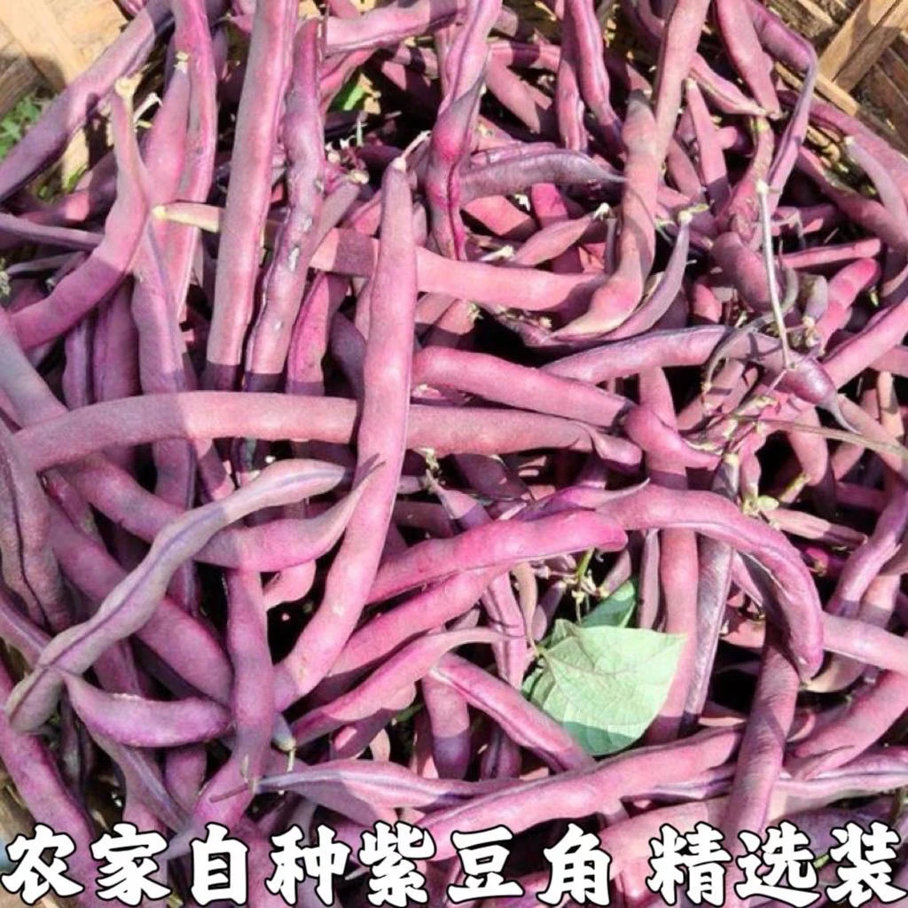 【紫袍紫豆角】东北特产紫豆角油豆角面豆角冻死鬼紫色豆角紫芸豆