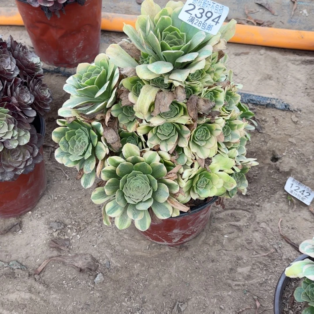 M. 2394辛尼雅多肉122