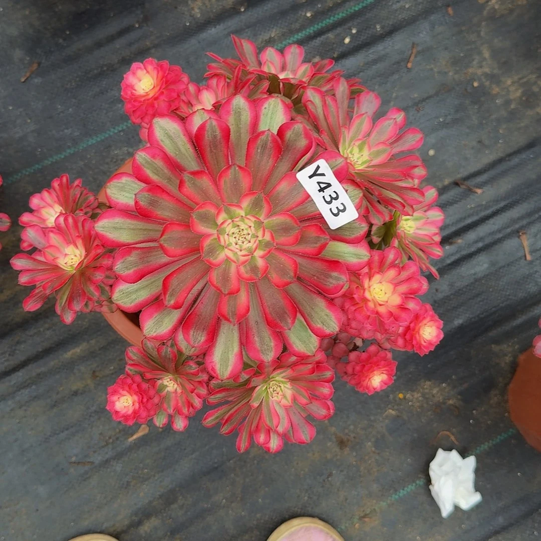 433红铜白4444冠服25左右