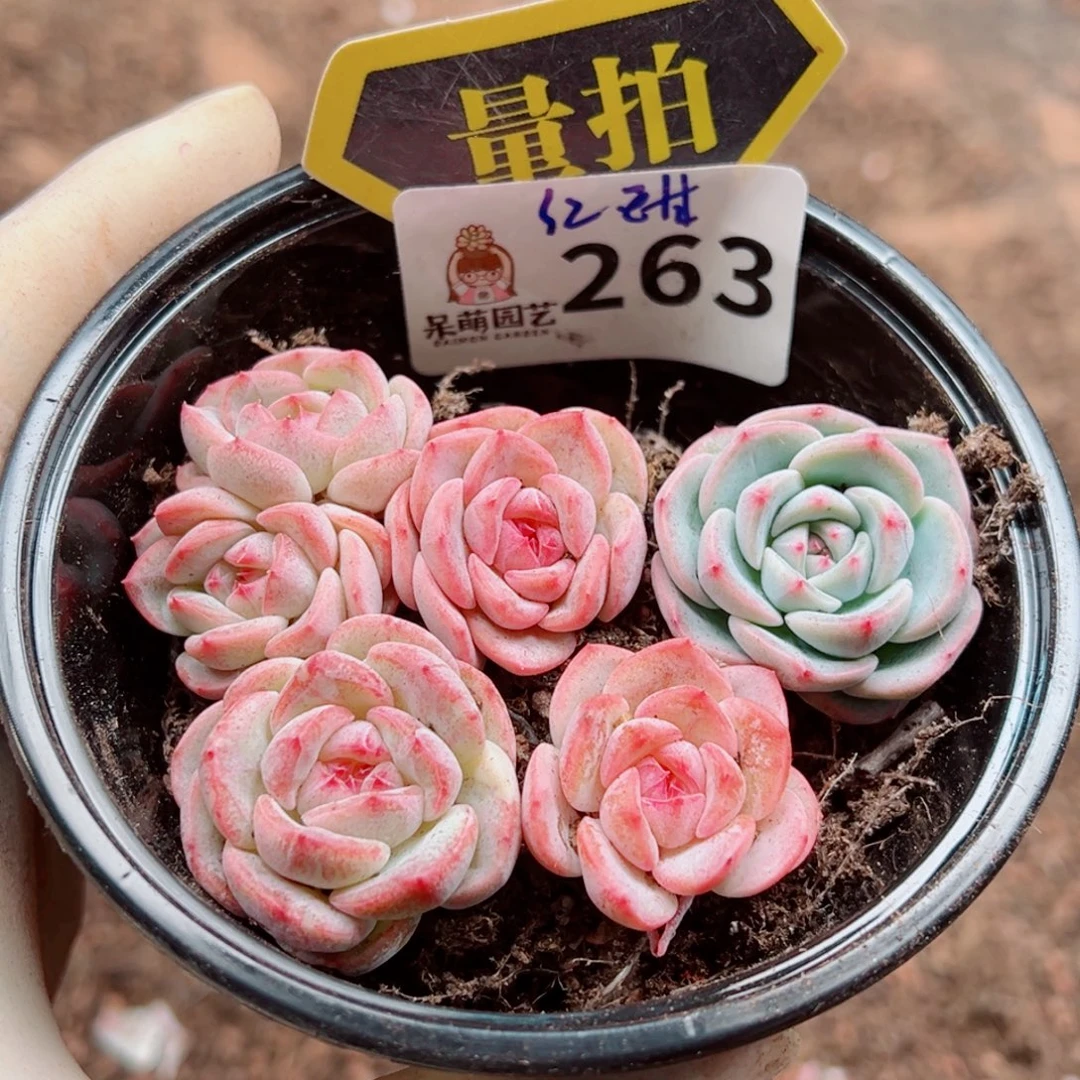 多肉植物多肉植物