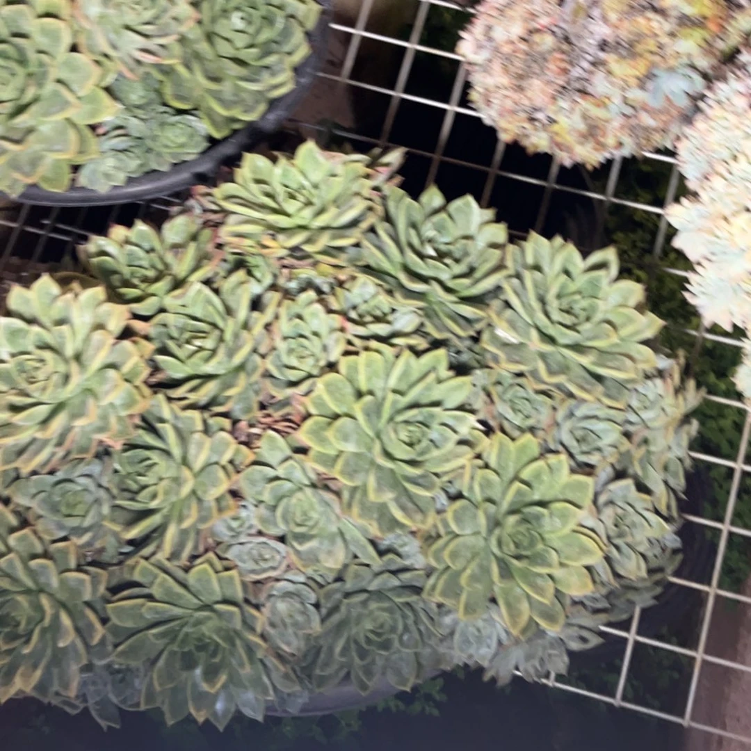 新疆西藏内蒙不包邮，杂交