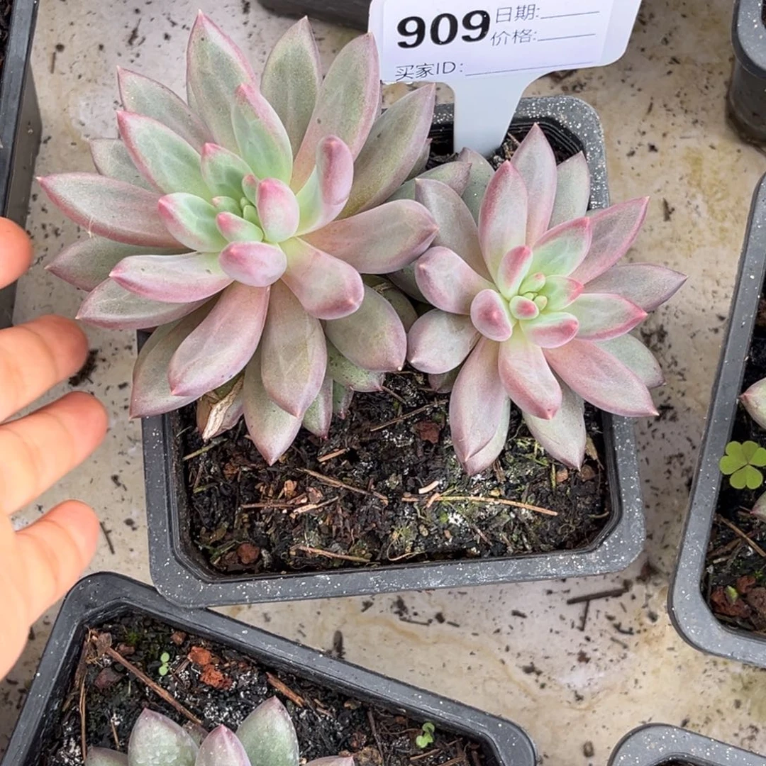 虞美人多肉植物909