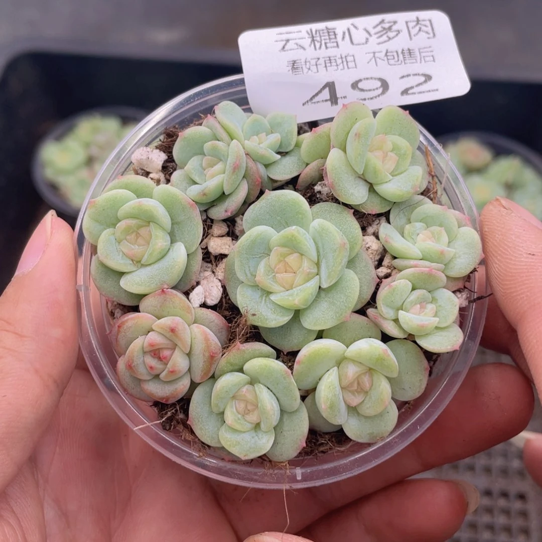 云糖心多肉植物492