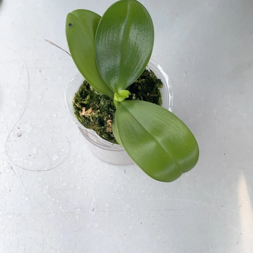 无花朵【蓝盾交黄故事】2.5抽梗，少根