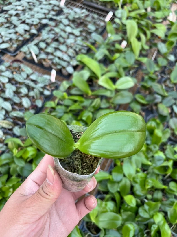 【蓝色珍妮弗】1.7寸原生种蝴蝶兰苗，基地直发，苗小介意勿拍