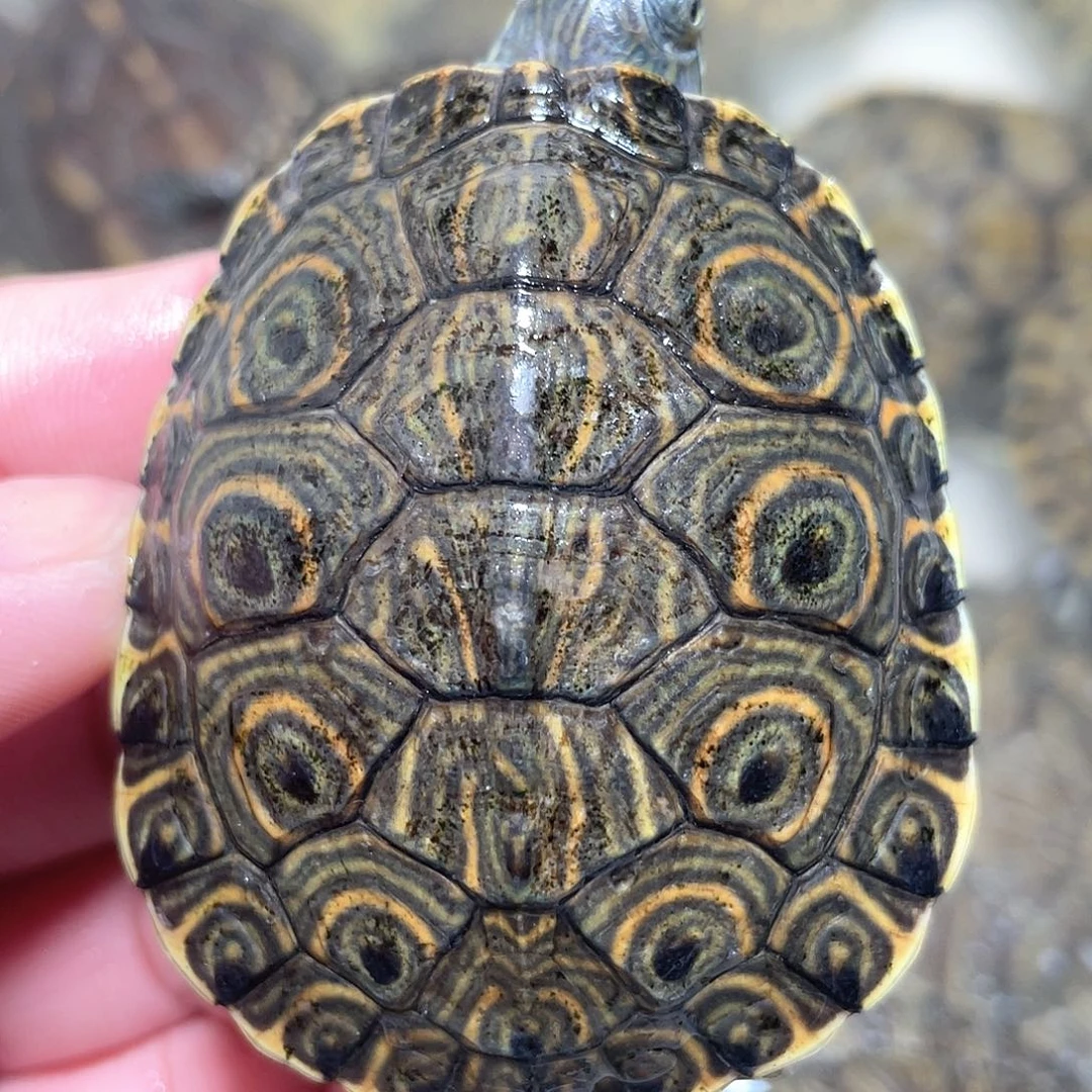 宠物龟不分公母6.1大河