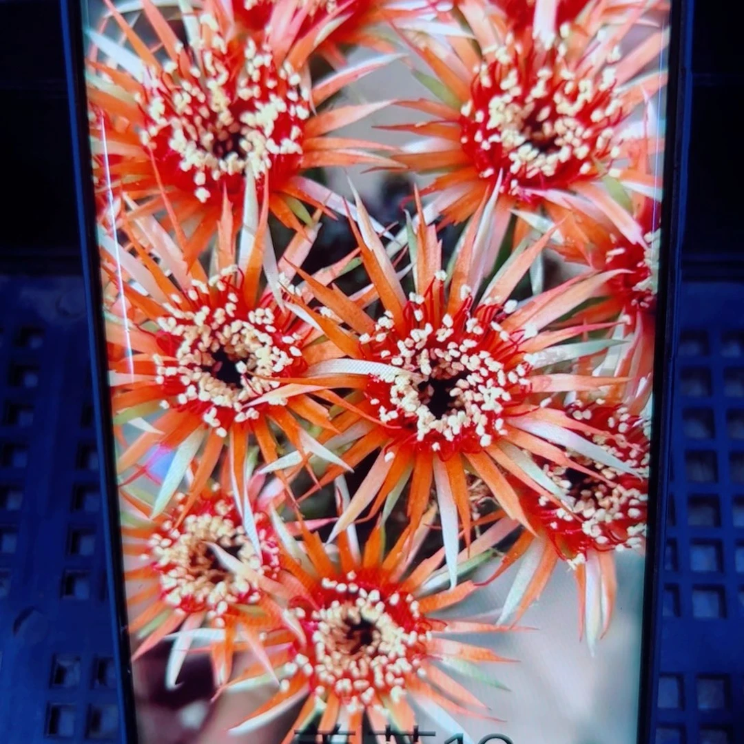 下14丽花美花16 歪无根侧芽2一3公分左右左右20包邮