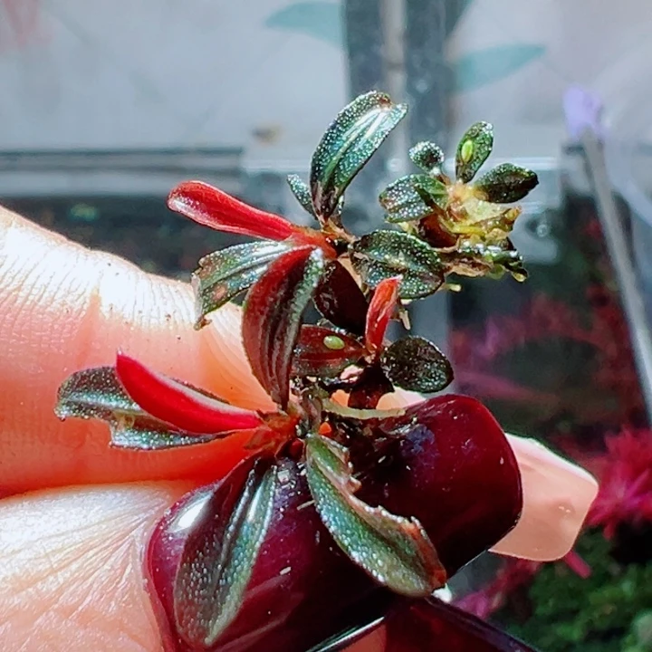 福利16号福利价植物一头