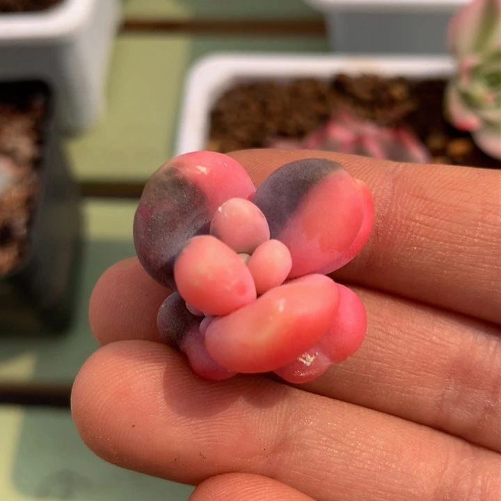 糖果美人锦锦上园艺一物一拍