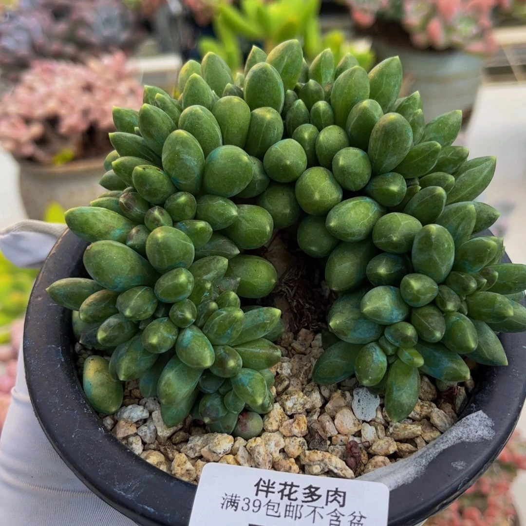 540-香蕉树多肉8cm