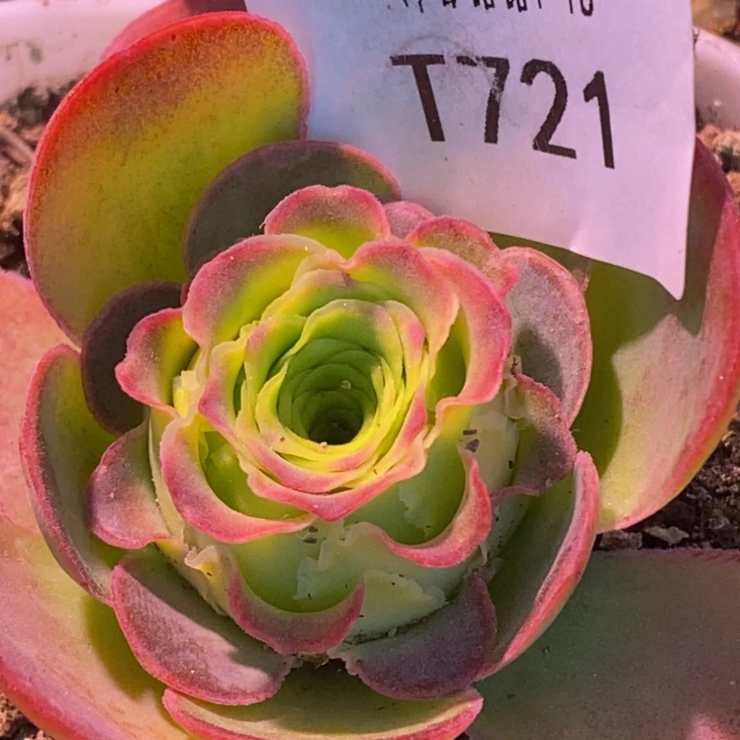 亲*、绝色 t721       多肉