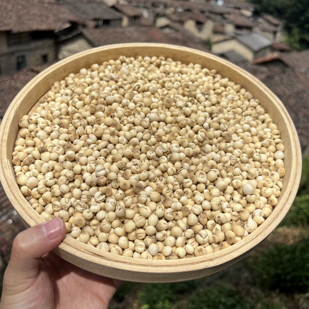 高山 农家  川贝