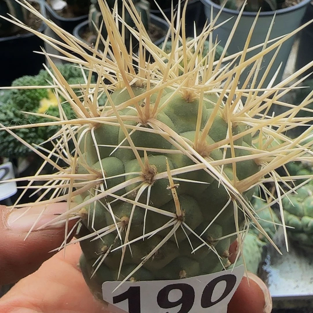 白刺190仙人球开花