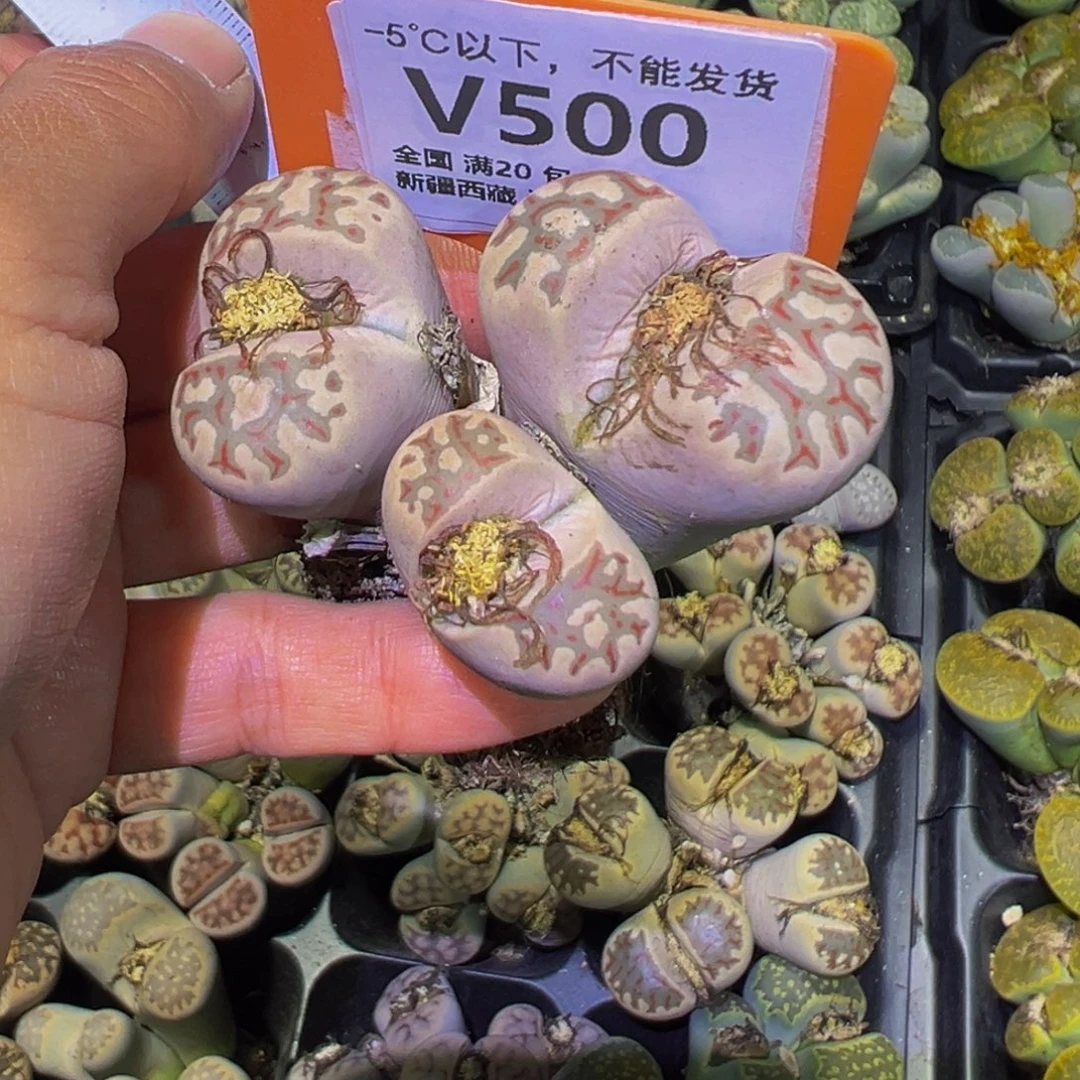 500 一物一拍，默认有伤，介意勿拍，不退不换