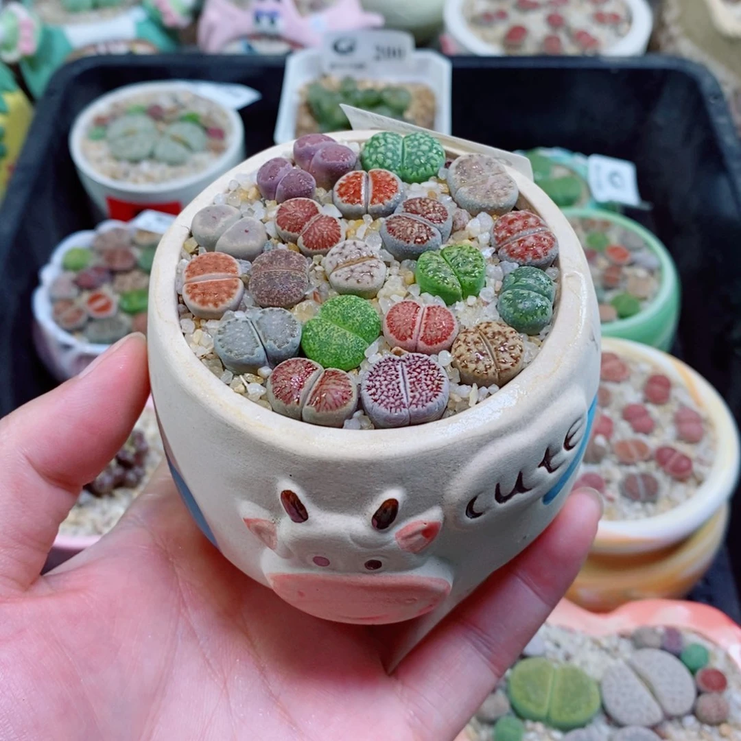生石花花花花花花花206