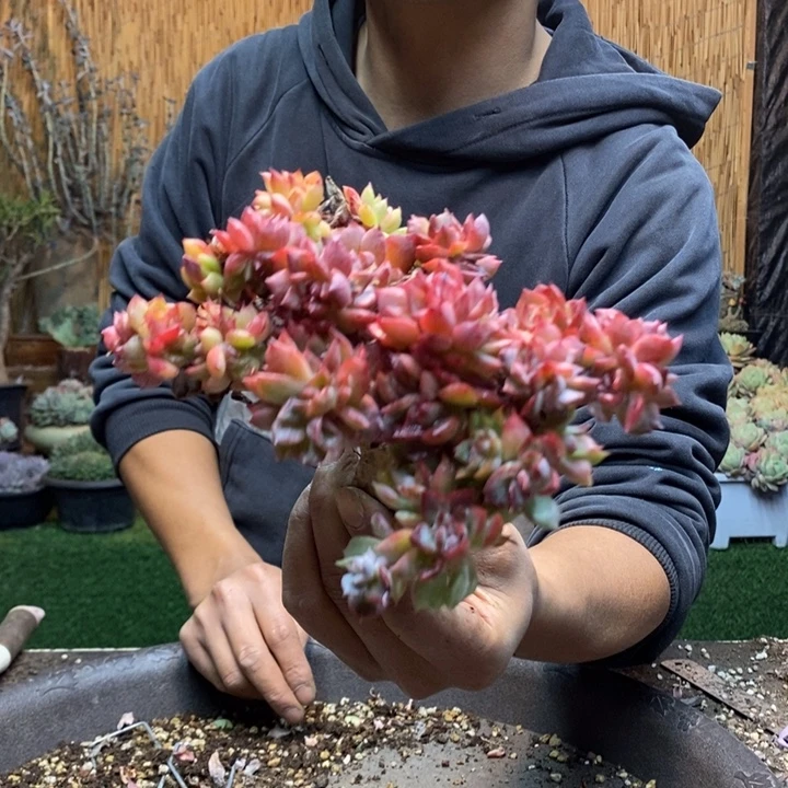 *****164 多肉植物多肉植物