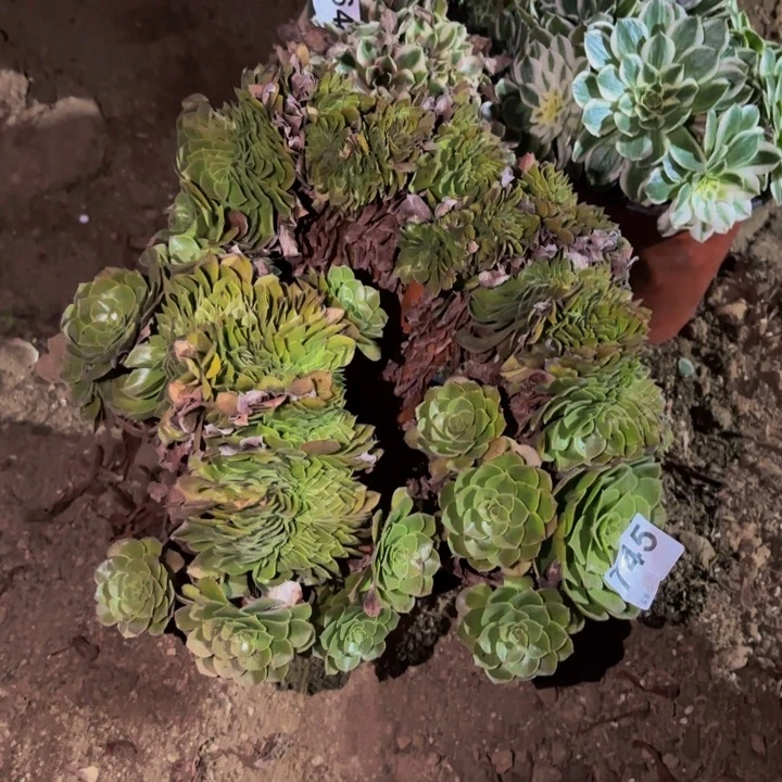 745黄金沙拉碗多肉植物