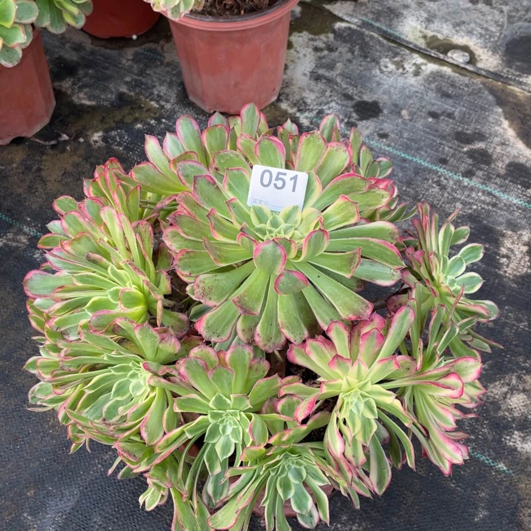 天合老桩法师多肉植物